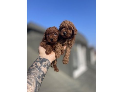 Red brawn toy poodle yavrular