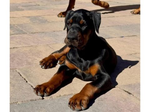 Evinizin neşesi doberman yavrular kapıda ödeme
