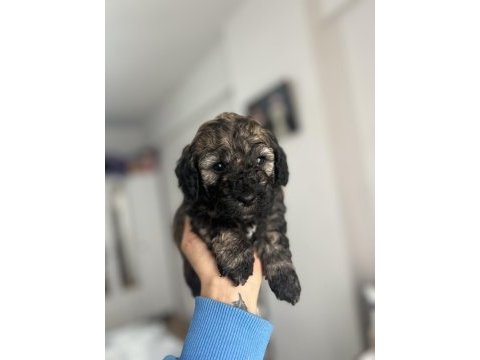 Sable ve phantom renk maltipoo f2 bebeklerim