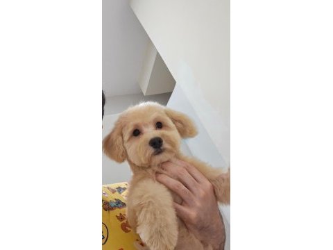Poodle ayarında maltipoo