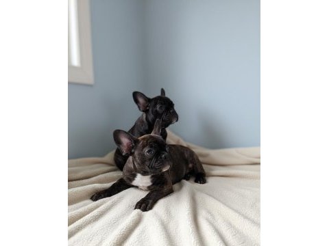 French bulldog köpeği yavruları