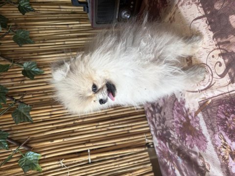 Orjinal pomeranian boo dişi 5 aylık yavru