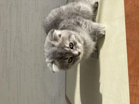 Scottish fold bebeklerim