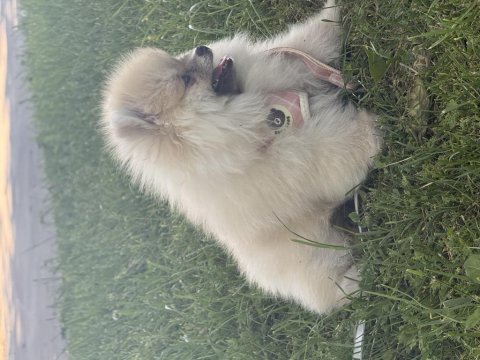 4 aylık dişi pomeranian boo