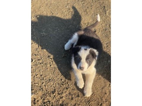 Border collie yavru köpeklerimiz