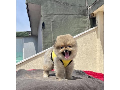 4 aylık dişi red brown toy poodle