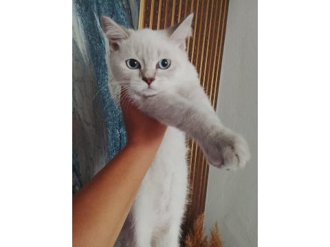 Çok tatlı 3 aylık kedimiz