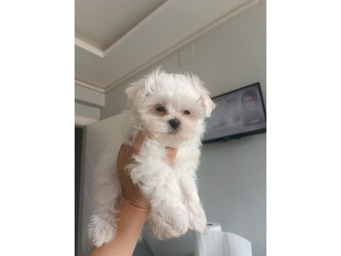 Oyuncu teacup kore maltese
