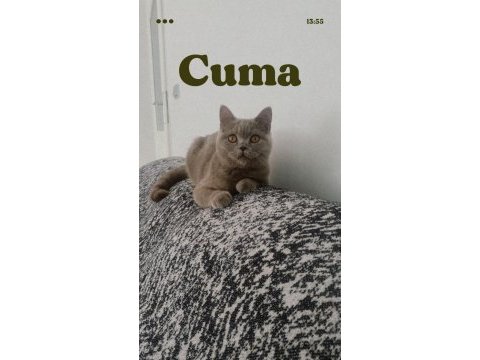 British shorthair (dişi) 7 aylık