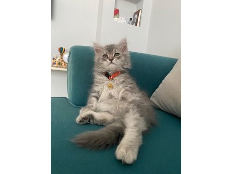 British longhair 3 aylık