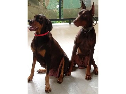 A şecereli doberman yavrular kapıda ödeme mevcuttur