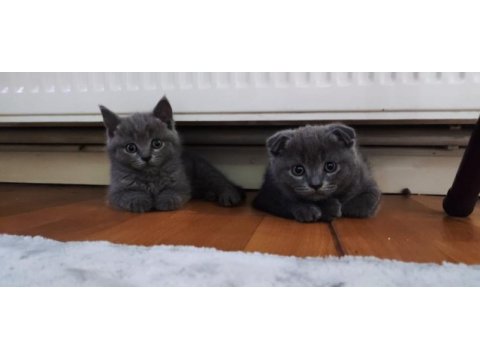 Scottish fold 2 aylık