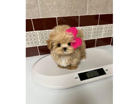 Anne altından kore boy amerikan maltipoo bebekler