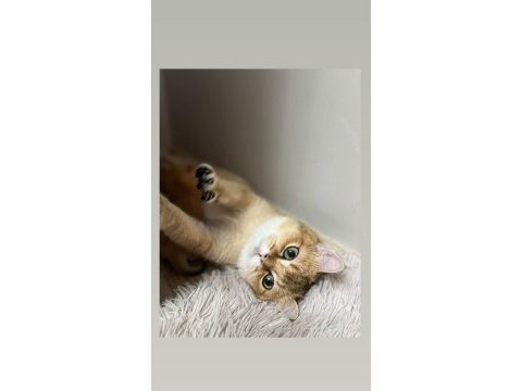 Kendi british shorthair kedilerimi sahiplendiriyorum