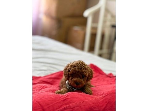 Kore kan toy poodle
