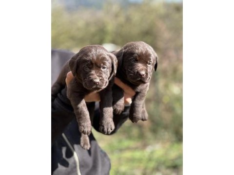 Safkan şecereli labrador yavrularımız (şampiyon soy)