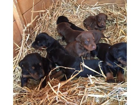 Üst seviye doberman yavruları
