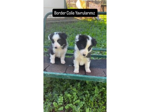 Border colie yavrularımız