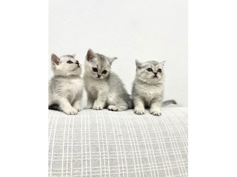7 ağustos doğumlu british shorthair bebekler