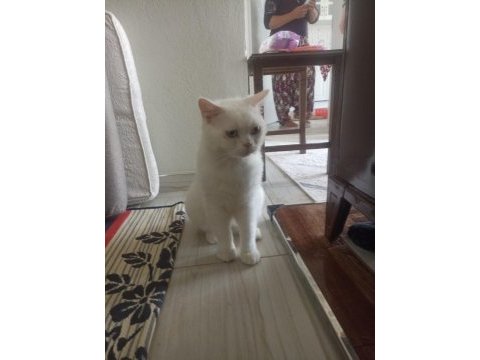 Kendi kedimin yavrusunu sahiplendiriyorum.