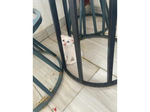Beyaz mavi gözlü yavru scottish fold