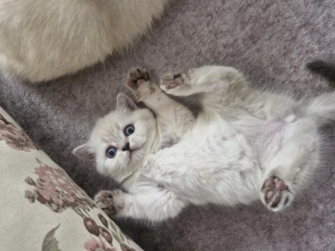 Çok tatlış british longhair kediler