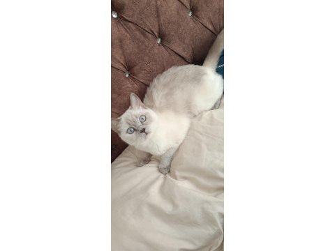 Acil satılık british shorthair