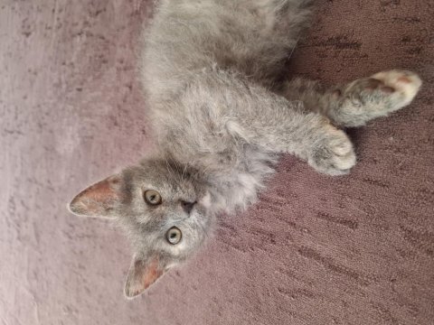 British shorthair cins yavru