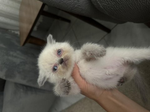 2 aylık dişi mavi gözlü kedimiz