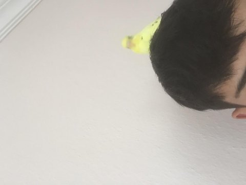 Yavru muhabbet kuşu eğitimli