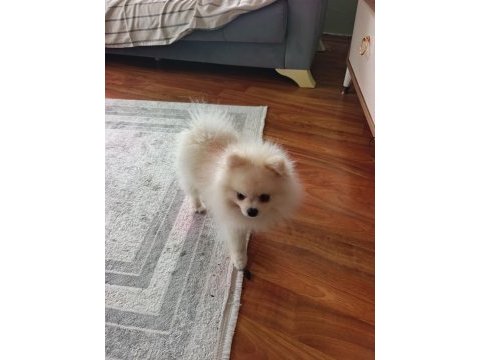 Erkek pomeranian 10 aylık