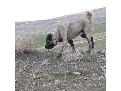 Kangal sivastan alınır kalite ayı boğanlar