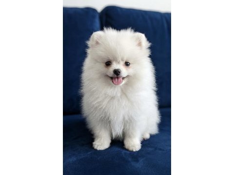 Teacup pomeranian kar beyaz dişi
