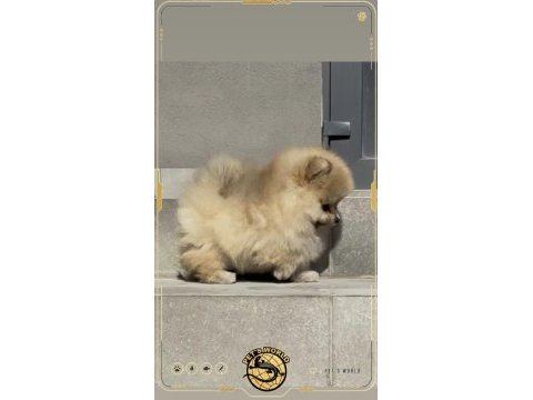 Mini pomeranian boo yavrumuz
