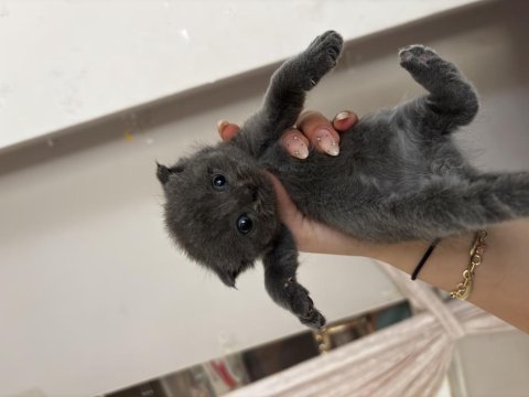 British shorthair - scottish fold kedimiz