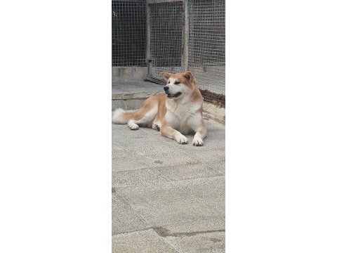3 yaşlarında a kalite japon akita