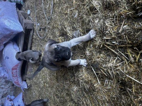 Malaklı yavruları köpekler