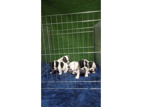 Maskeli french bulldog bebekleri