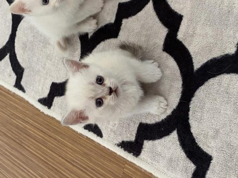 Bluepoint british shorthair yavrular