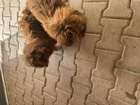 1.5 yaş kore poodle erkekler eşleme tecrübeli
