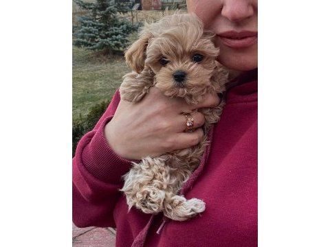 En özel kore maltipoo yavruları
