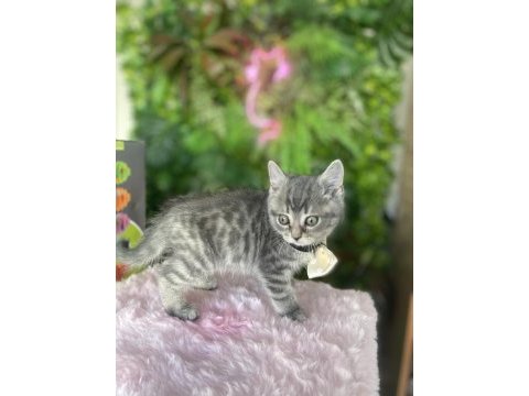 Yeni ailesini arayan ırk sağlık garantili british shorthair