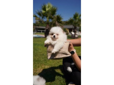 Muhteşem pomeranian boo yavruları 