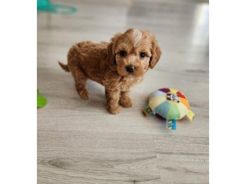 Sevımli maltipoo  yavrularımız 