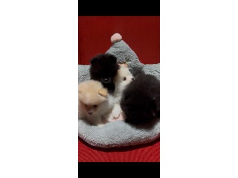 Pomeranian yavrularımız