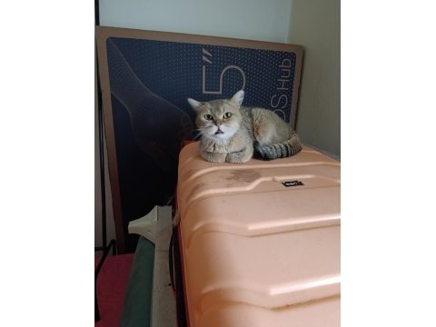 British shorthair kedisi