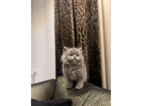 Brıtısh longhaır sevimli yavrularım 