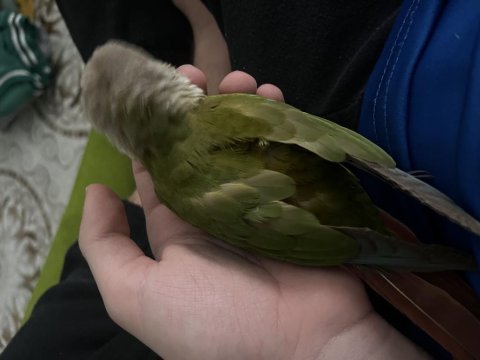 Konur papağanı alışık