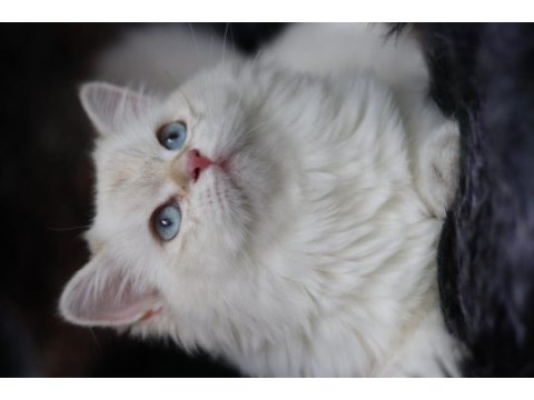 British longhair dişi