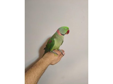 Acil satılık iskender papağanı